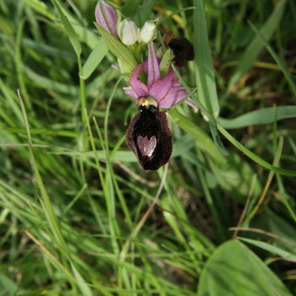 Ophrys magniflora